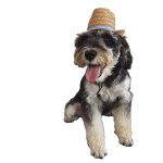 Mini-0031 Custom Panama Fedora Pet Dog Cat Mini Small Party Straw Hat - Image 3